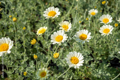 Bright white buds of Anthemis hybrida 