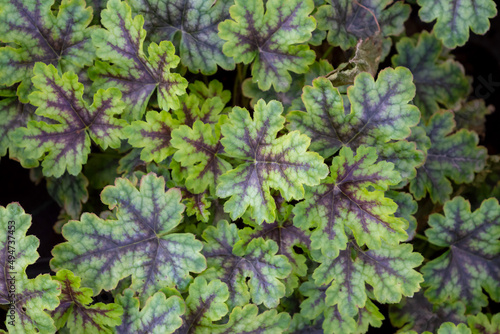 Silvery green leaf with brown veins of a perennial herb ornamental plant Heucherella 