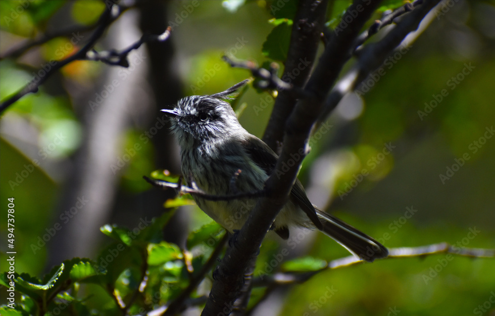 Naklejka premium Chalten Macro