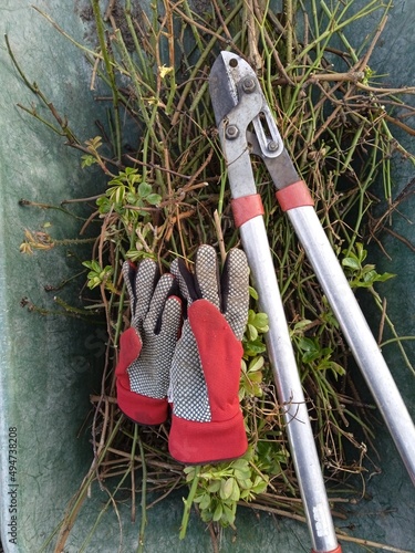 gardening tools - pruning rose bushes