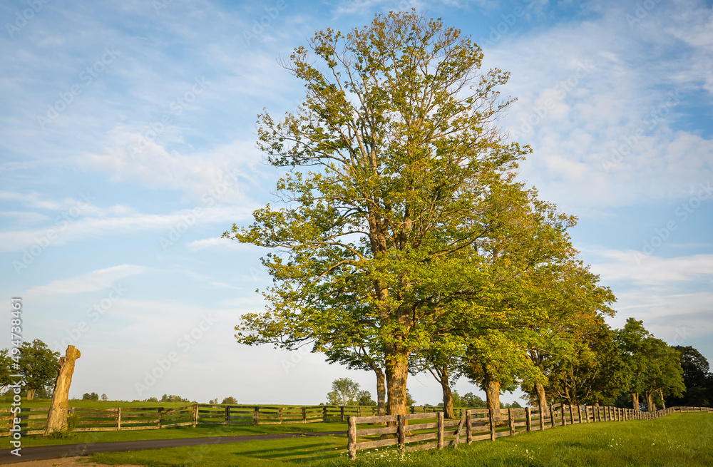 Fototapeta premium Landscape with trees