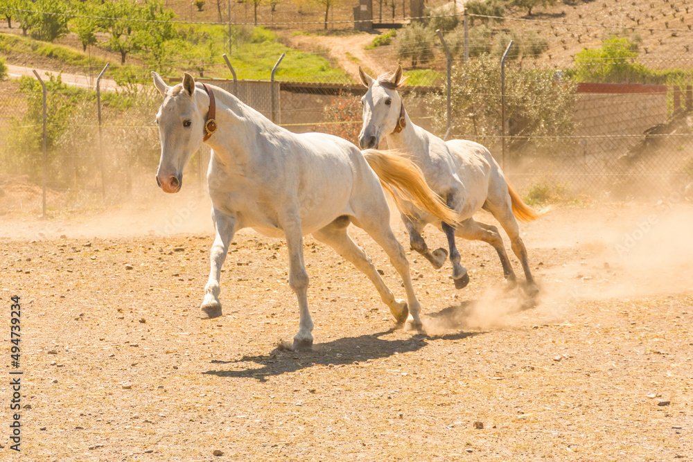 horse horse