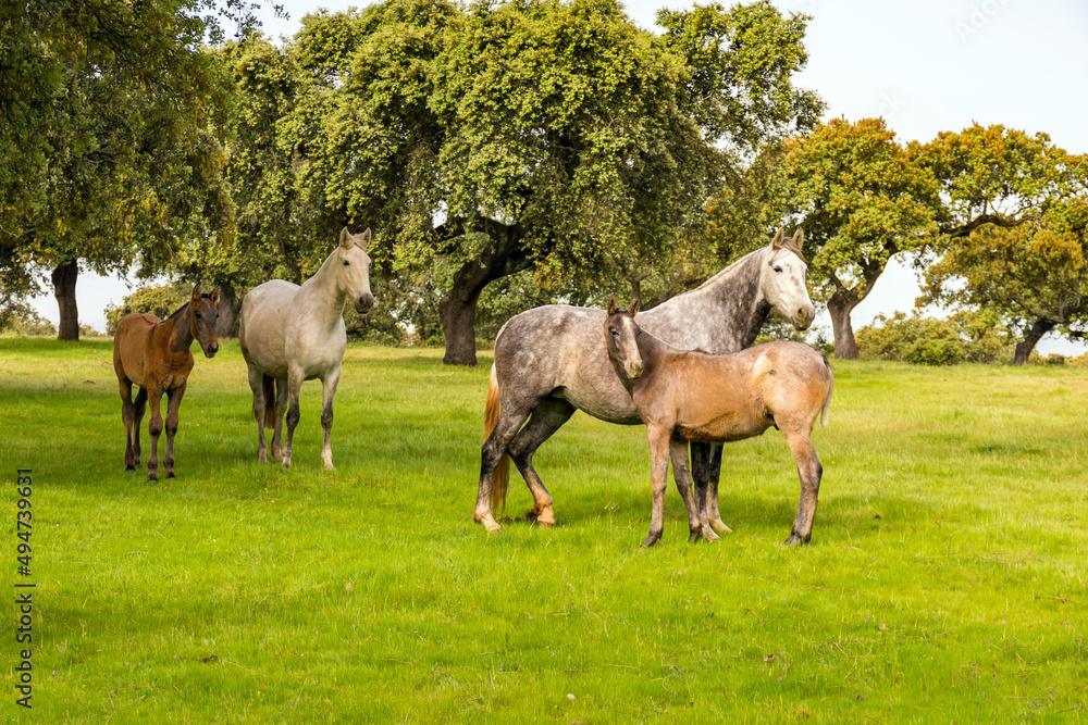 Obraz premium horse