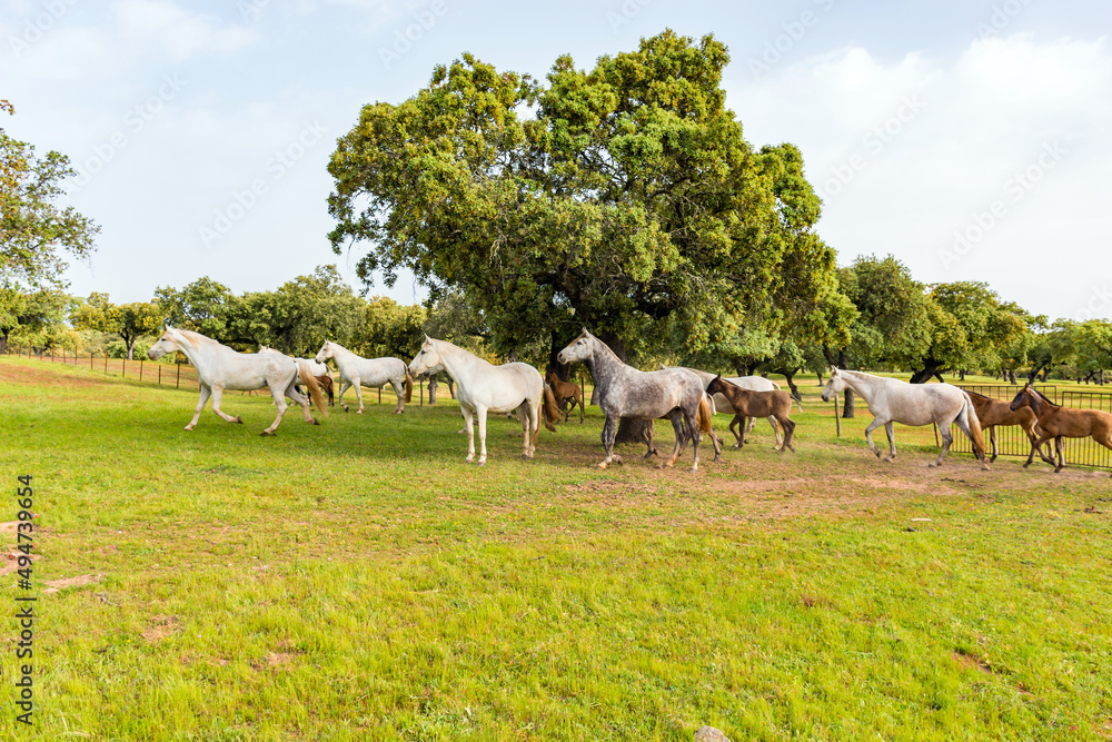 Fototapeta premium horse