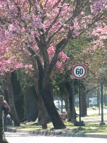 Arbol Lapacho Rosado-Maxima 60