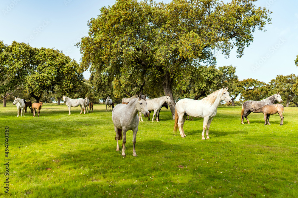 Fototapeta premium horse