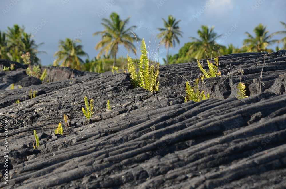Farn wächst in der versteinerten Lava auf Hawaii Big Island