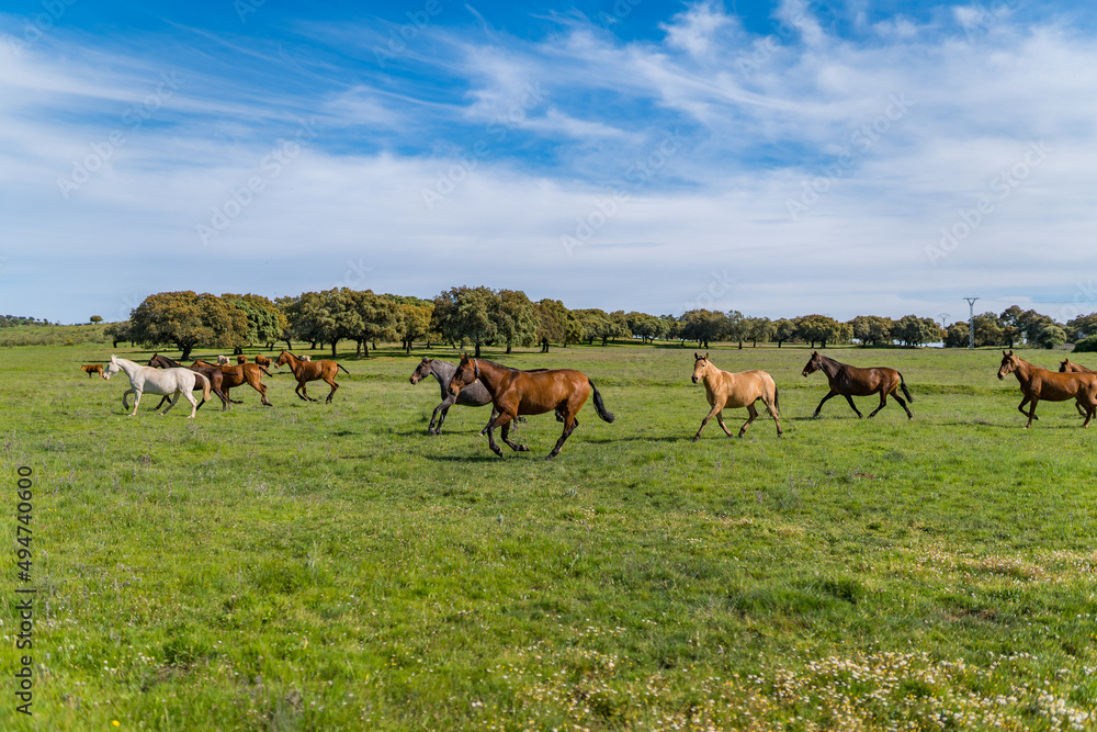 Fototapeta premium horse