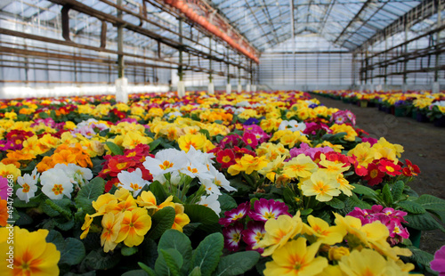 A carpet of many multi-colored primrose flowers  also known as cowslip  grow and sale in a greenhouse. Selective focus