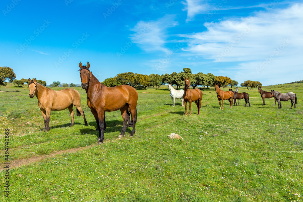 horse horse