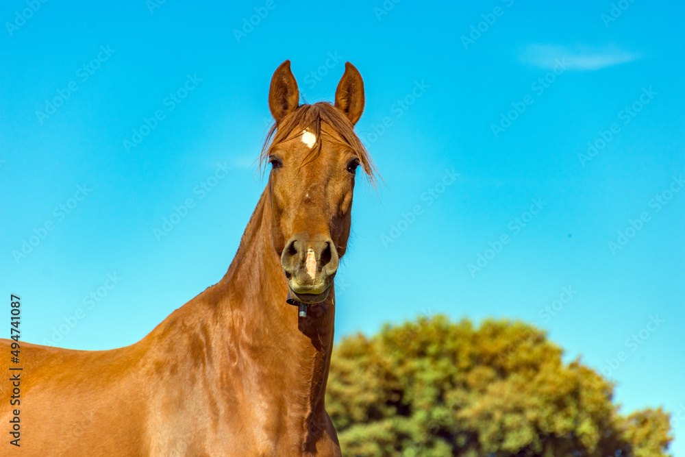 Fototapeta premium horse
