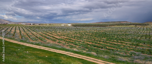 Field with seedlings nearby Mevo'ot Yericho, small Israeli settlement and a farming community located in the West Bank's southern Jordan Valley north of Jericho.