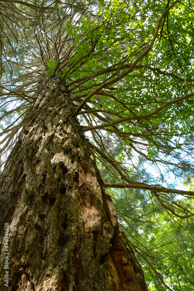 Naklejka premium Sequoia sempervirens (Coast redwood) in botanical garden