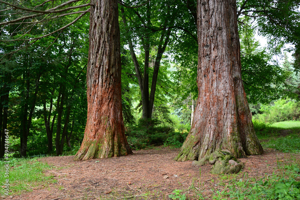 Sequoia sempervirens (Coast redwood) in botanical garden Sequoia sempervirens (Coast redwood) in botanical garden