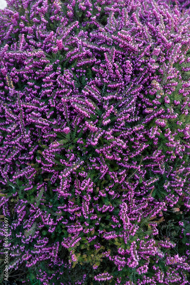 Fototapeta premium Bruyère en floraison au printemps - France