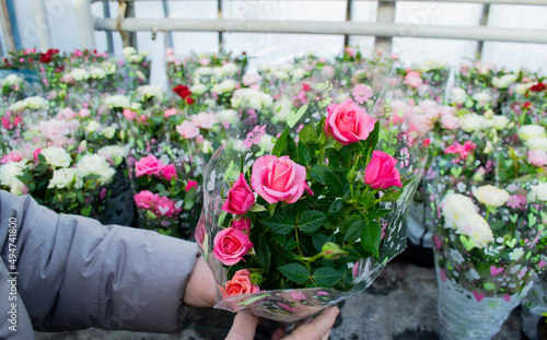 Hands are holding bush pink roses wrapped in gift paper in a flower pot. Sale at the flower shop