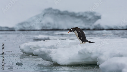 Ein Eselspinguin steht am Rande einer Eisscholle zum Absprung bereit, um im kalten Wasser des antarktischen Ozeans zu schwimmen photo