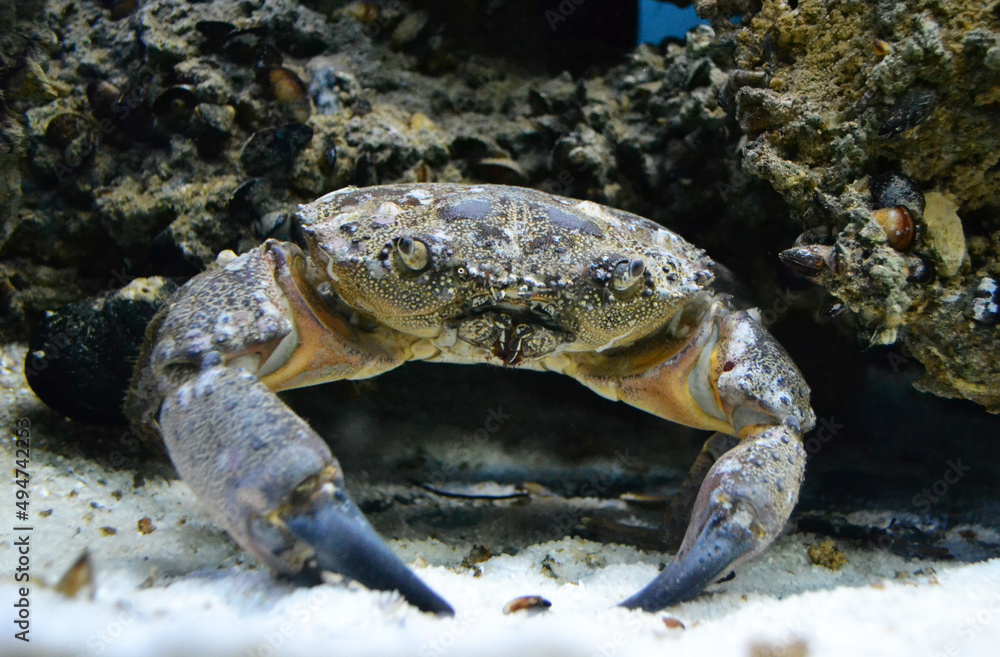 marine aquarium crab.marine life.Underwater world