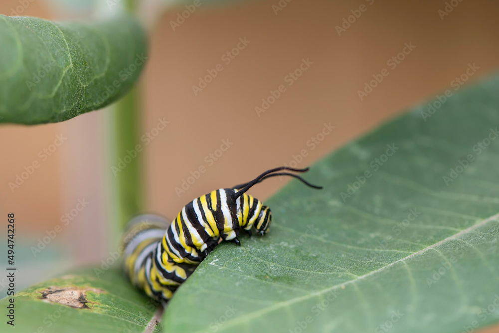 Naklejka premium Monarch Caterpillar 