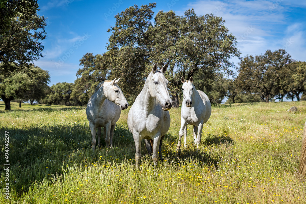 Fototapeta premium horse