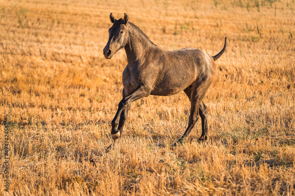 Fototapeta premium horse