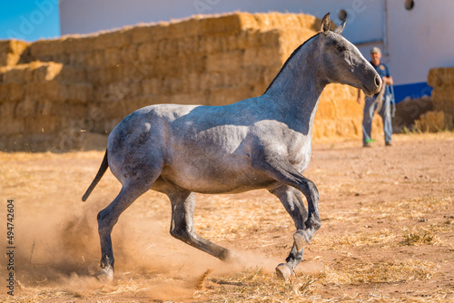 Wallpaper Mural horse Torontodigital.ca