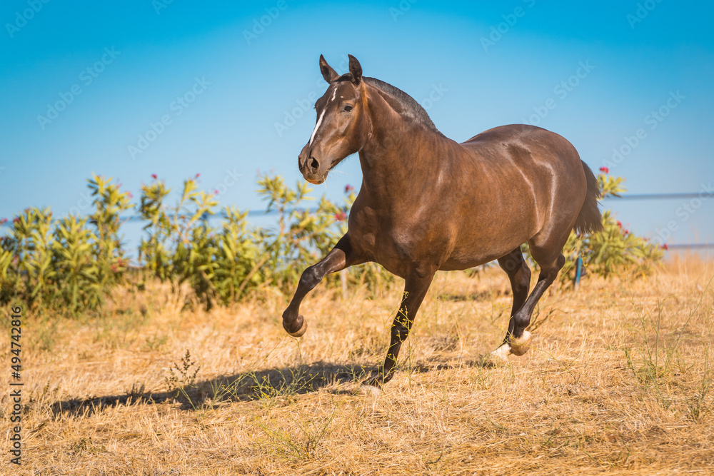 Obraz premium horse