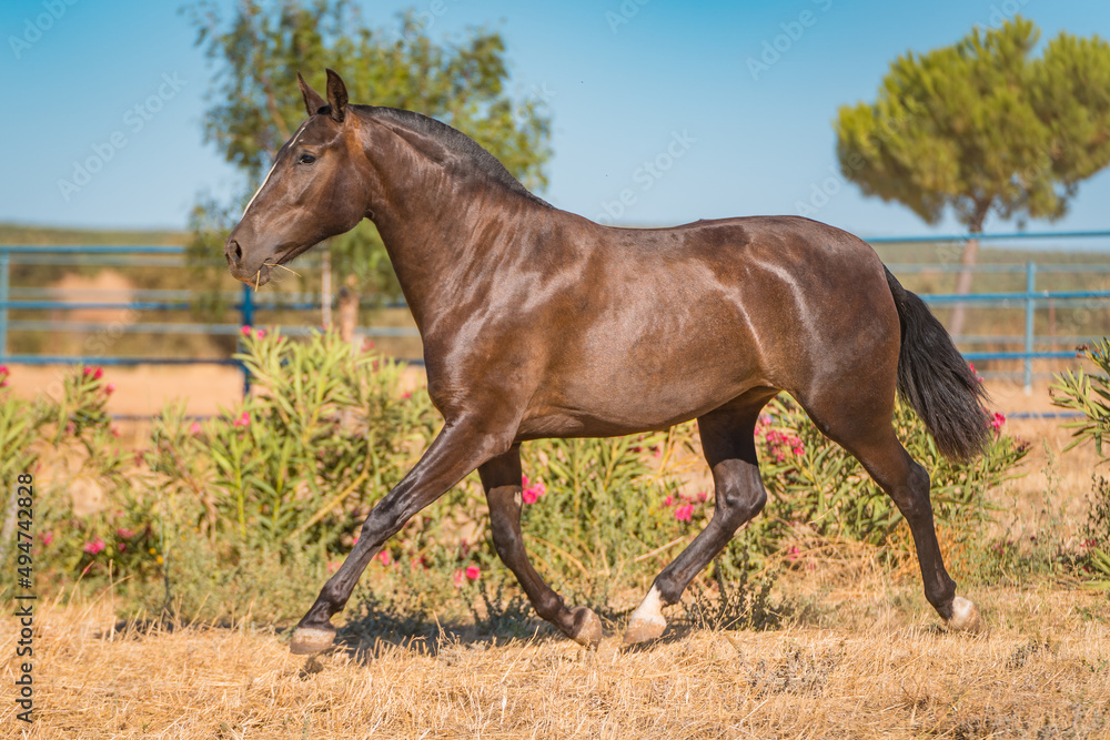 Obraz premium horse
