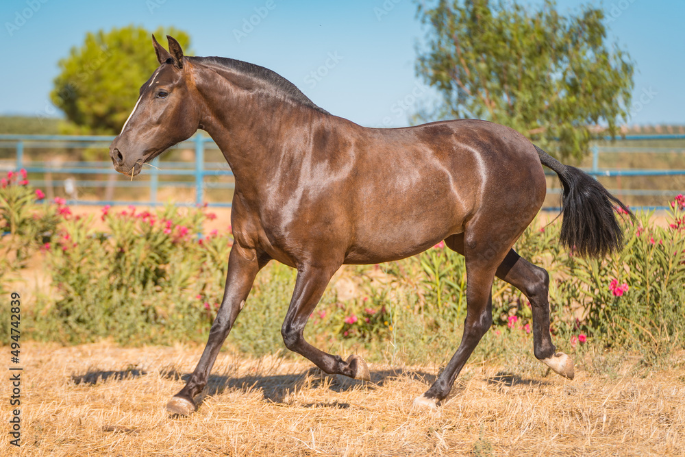horse horse