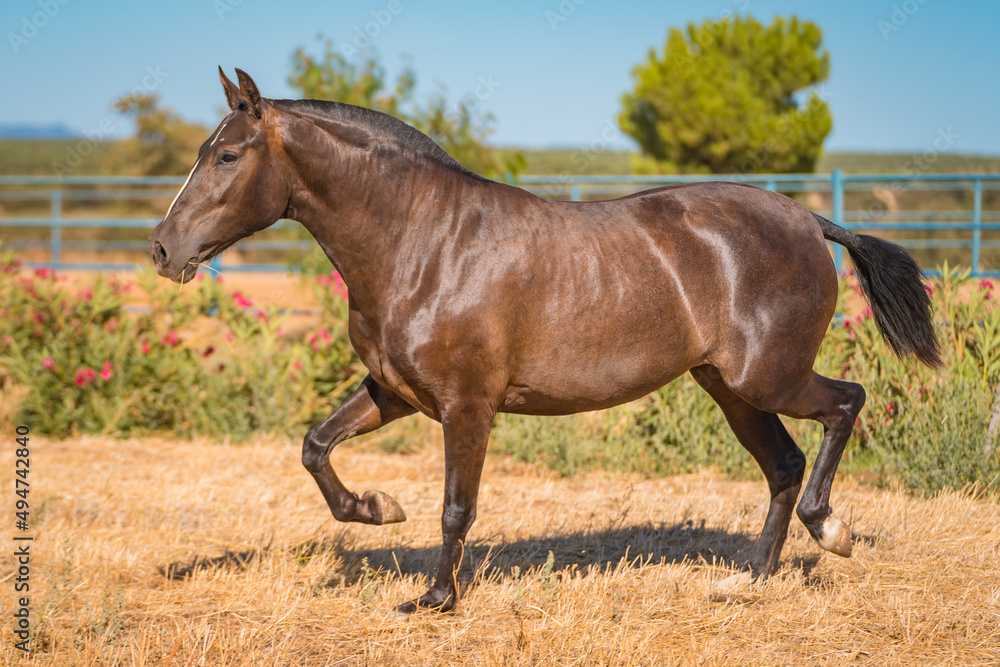 Fototapeta premium horse