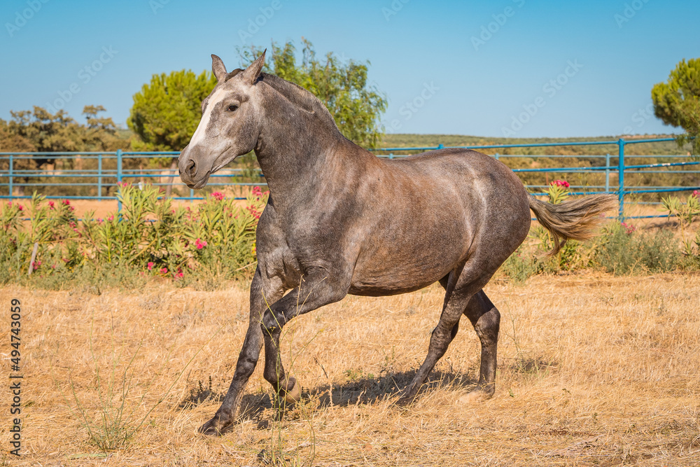 Fototapeta premium horse