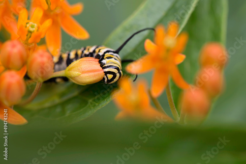 Monarch Caterpillar Eating 