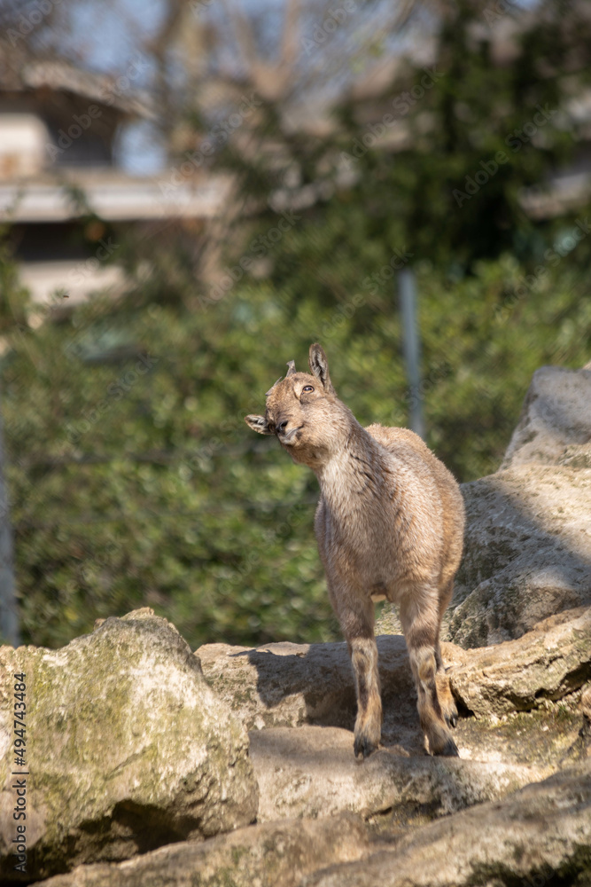 Naklejka premium bébé Urial content et mignon