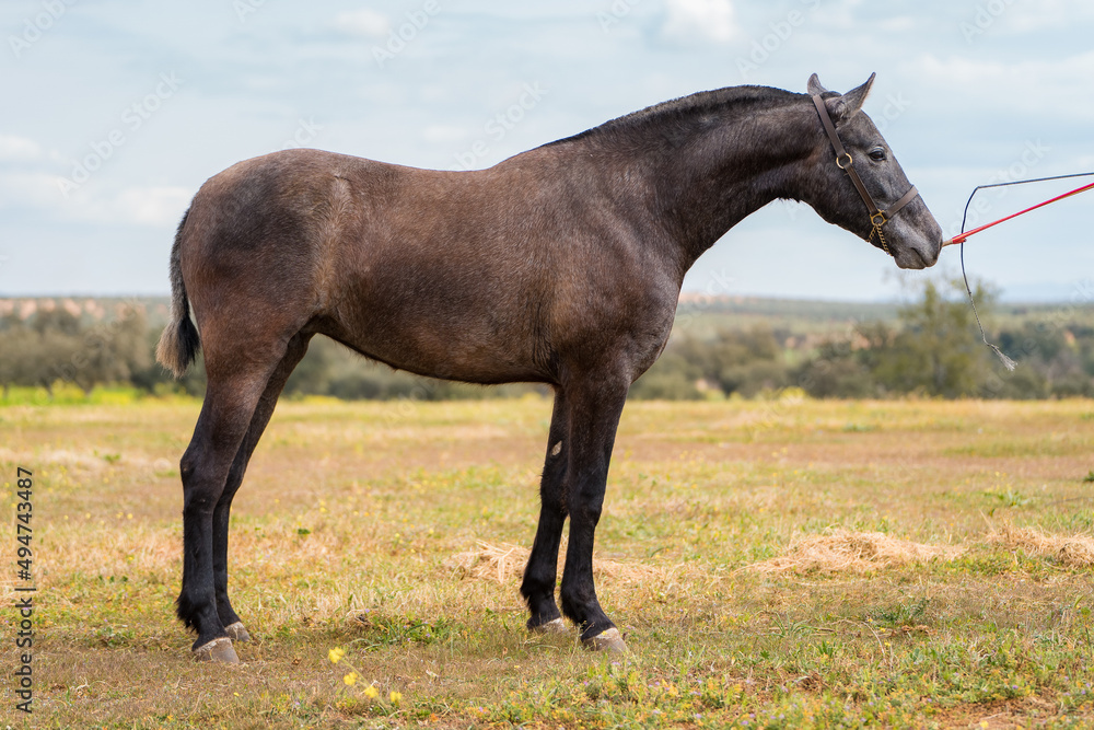 Obraz premium spanish horse