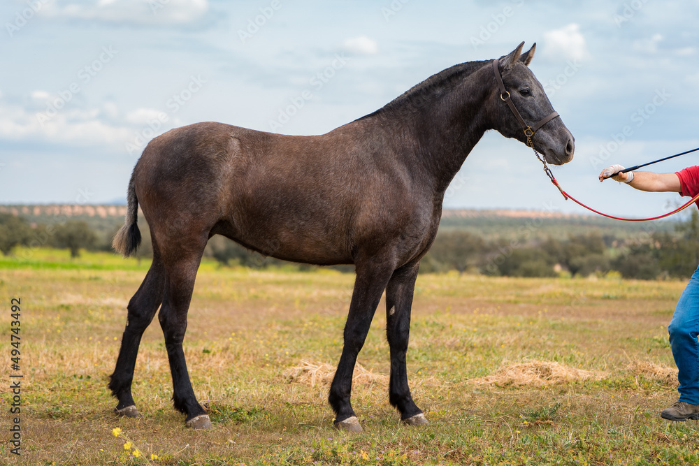 spanish horse