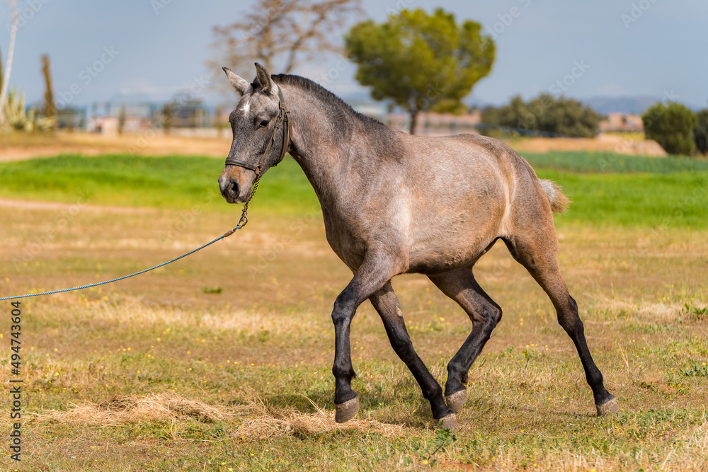 Obraz premium spanish horse