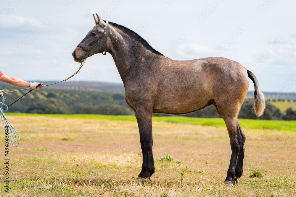 spanish horse