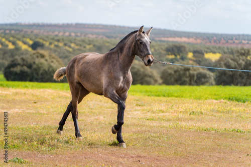 spanish horse