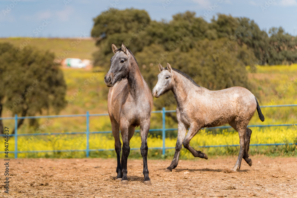 Fototapeta premium spanish horse