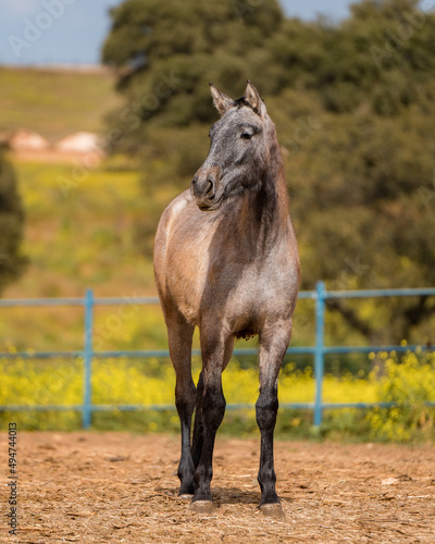 spanish horse