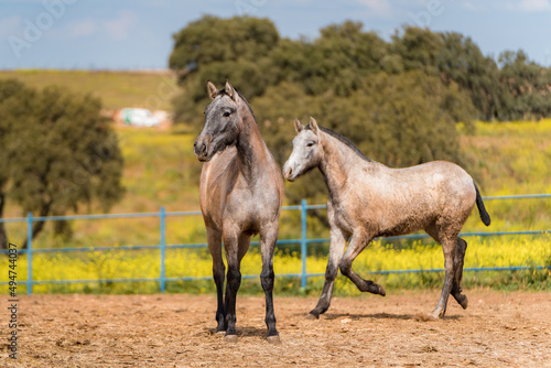 spanish horse