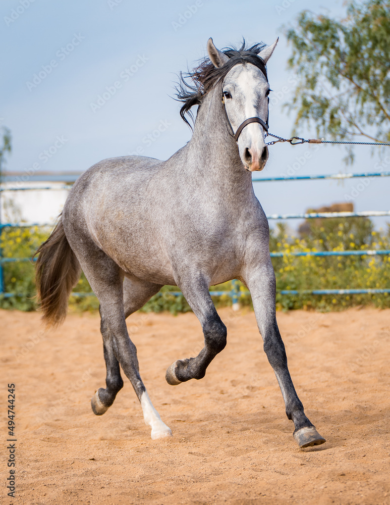 Obraz premium spanish horse