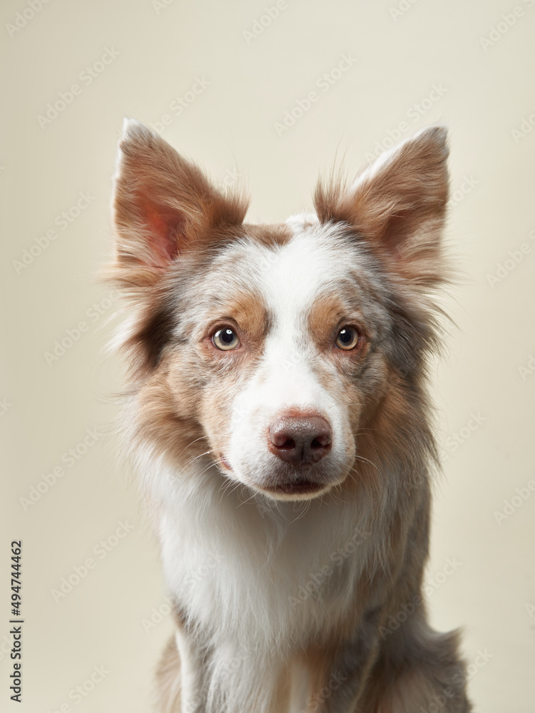 Border Collie dog on a beige background. Funny pet in the studio Border Collie dog on a beige background. Funny pet in the studio