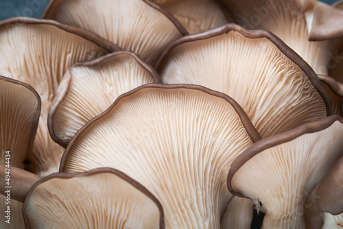 Fresh oyster mushrooms. Abstract nature background of delicious organic oyster mushrooms on old wooden background, top view with space for text.