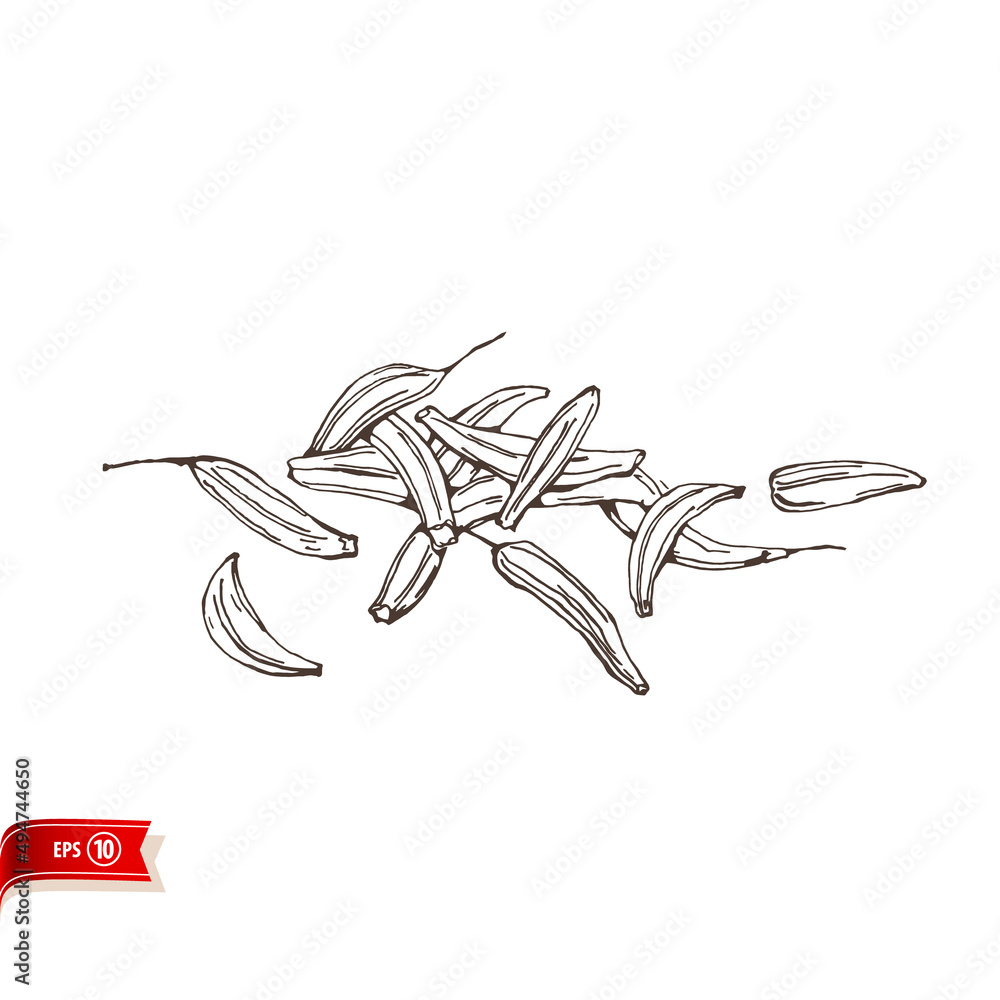 Hand drawn cumin seeds isolated on white background. Vector sketch for