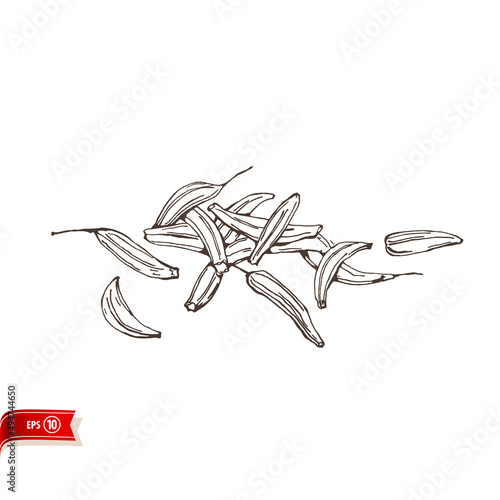 Hand drawn cumin seeds isolated on white background. Vector sketch for poster, web design, banner, card, flyer, icon, logo or badge.
