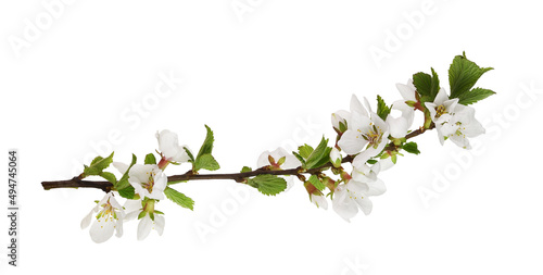 Spring twig of prunus tomentosa  wild cherry  isolated