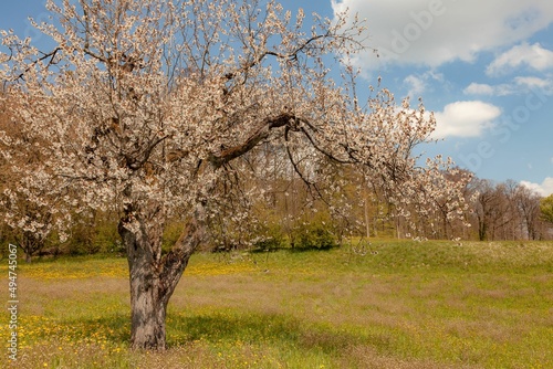 Blooming apple tree in the orchard  white flowers on the branches  grass and yellow flowers around Dandelion Taraxacum officinale. Apple orchard on a sunny spring day  blue sky with clouds. Village in