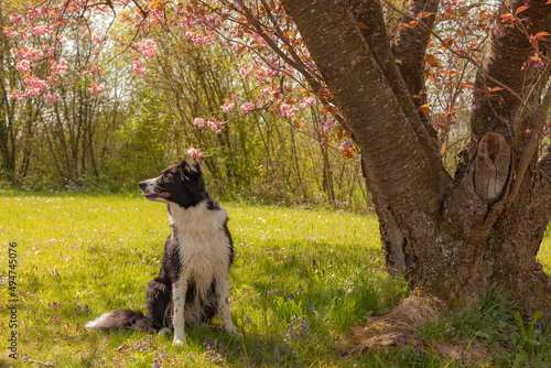 On a sunny spring day A black and white Border Collie is sitting in a meadow among colorful flowers, next to a blooming tree. Spring pink flowers on tree branches.