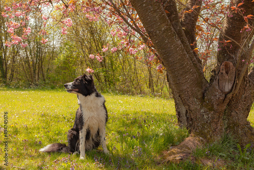 On a sunny spring day A black and white Border Collie is sitting in a meadow among colorful flowers, next to a blooming tree. Spring pink flowers on tree branches. #494745076